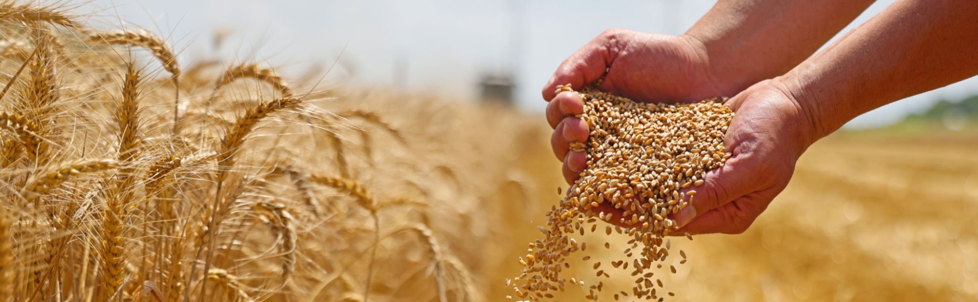 БИД ЧАНАРЫГ ЭРХЭМЛЭНЭ